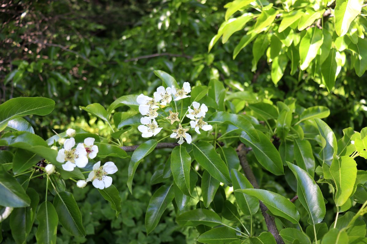 Изображение особи Pyrus zangezura.