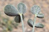 Astragalus brachyrachis. Верхушки листьев (видна абаксиальная поверхность листочков). Узбекистан, Ферганская обл., горы Бургана, пестроцветы, каменистое плато ущелья. 15.06.2022.