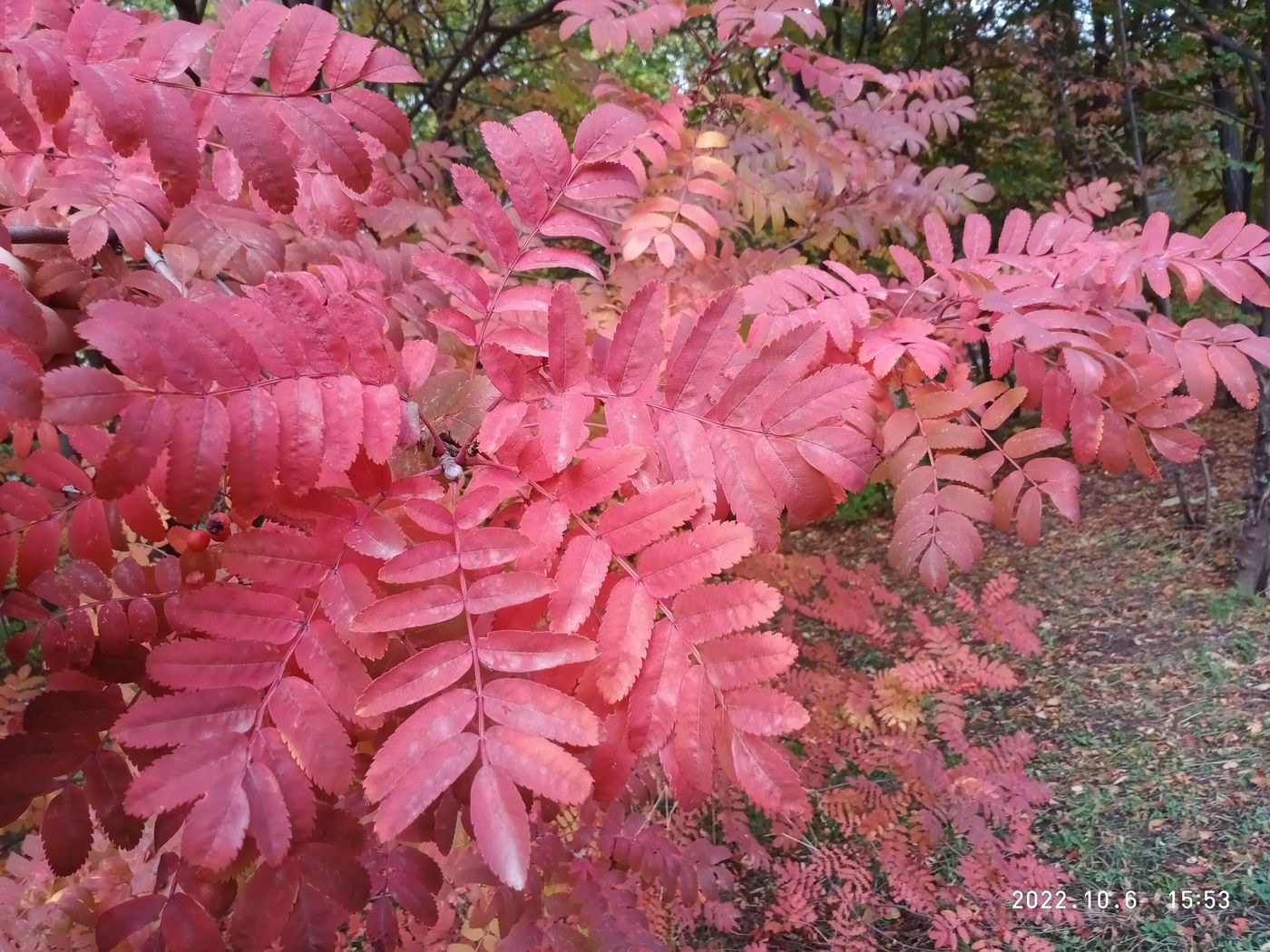 Изображение особи род Sorbus.