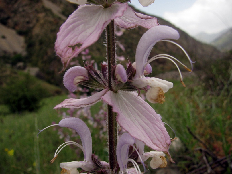 Image of Salvia sclarea specimen.