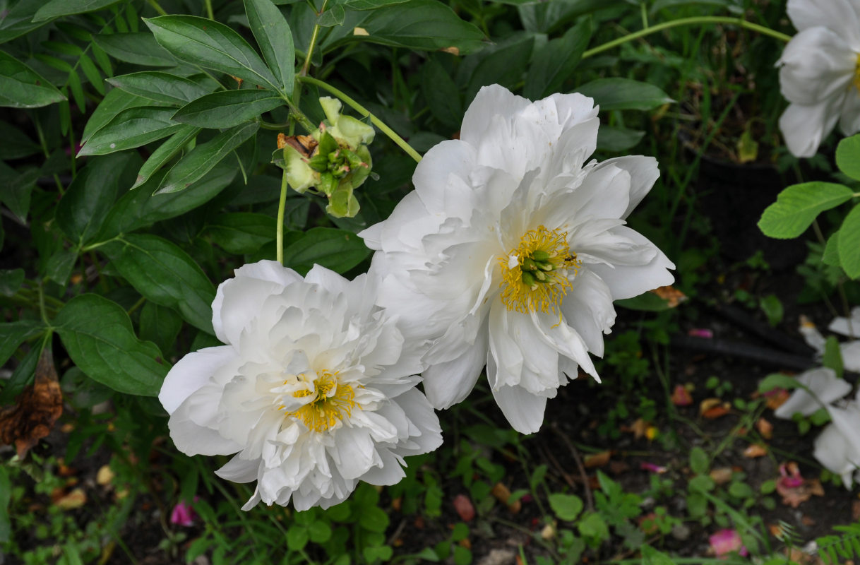 Изображение особи Paeonia lactiflora.