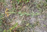 Inula aspera. Цветущее растение, извлечённое из почвы. Кабардино-Балкария, долина р. Баксан, между памятником первовосходителям на Эльбрус и водопадом на р. Курмычи, высота 1600 м н.у.м., луг. 24 июля 2022 г.