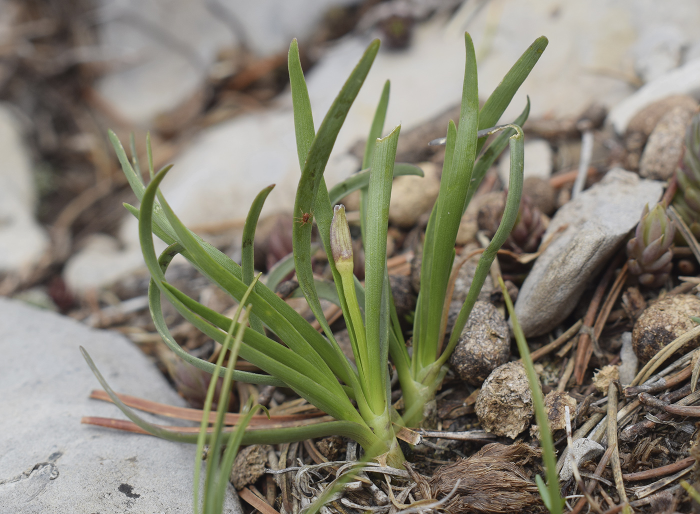 Image of Allium lusitanicum specimen.