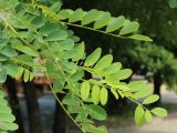 Robinia pseudoacacia. Верхушки побегов с молодыми листьями. Беларусь, г. Витебск, площадь Тысячелетия Витебска, в озеленении. 17.06.2023.