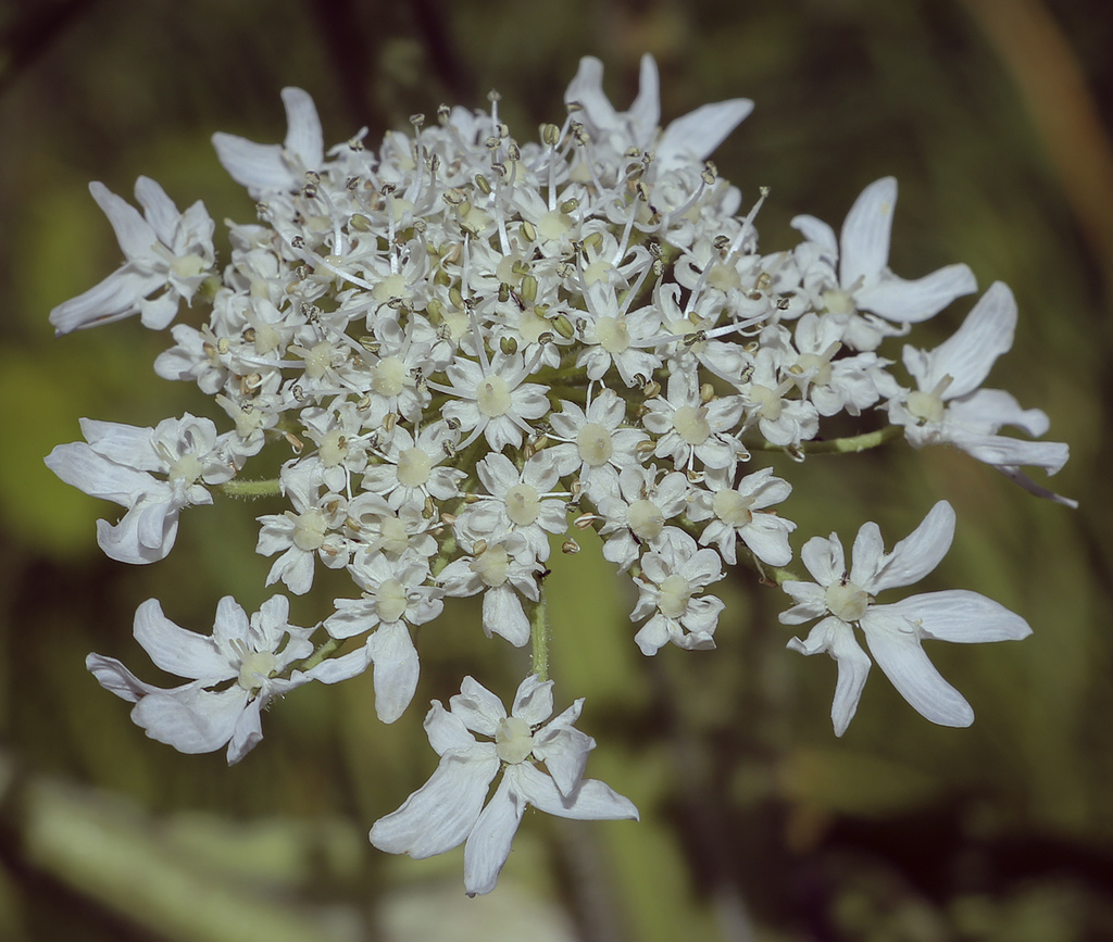 Изображение особи Heracleum sosnowskyi.