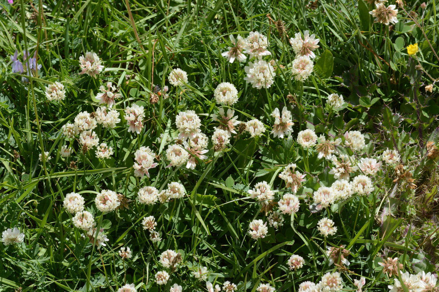 Image of Trifolium repens specimen.