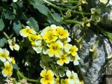 Смотреть изображение Chorispora sabulosa