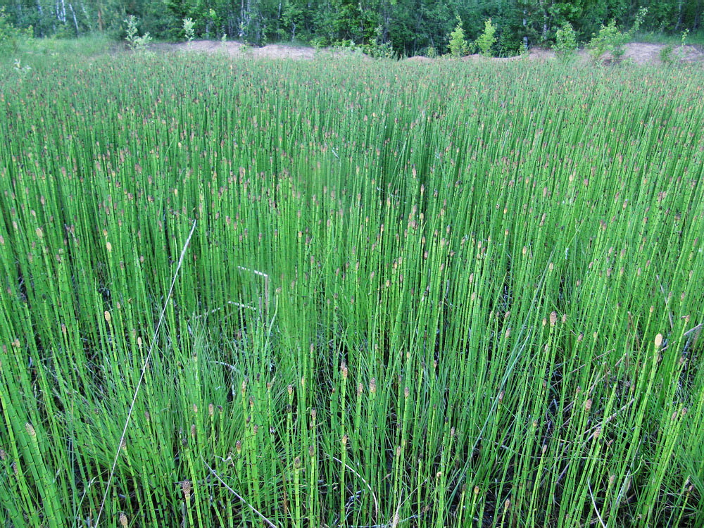 Изображение особи Equisetum fluviatile.