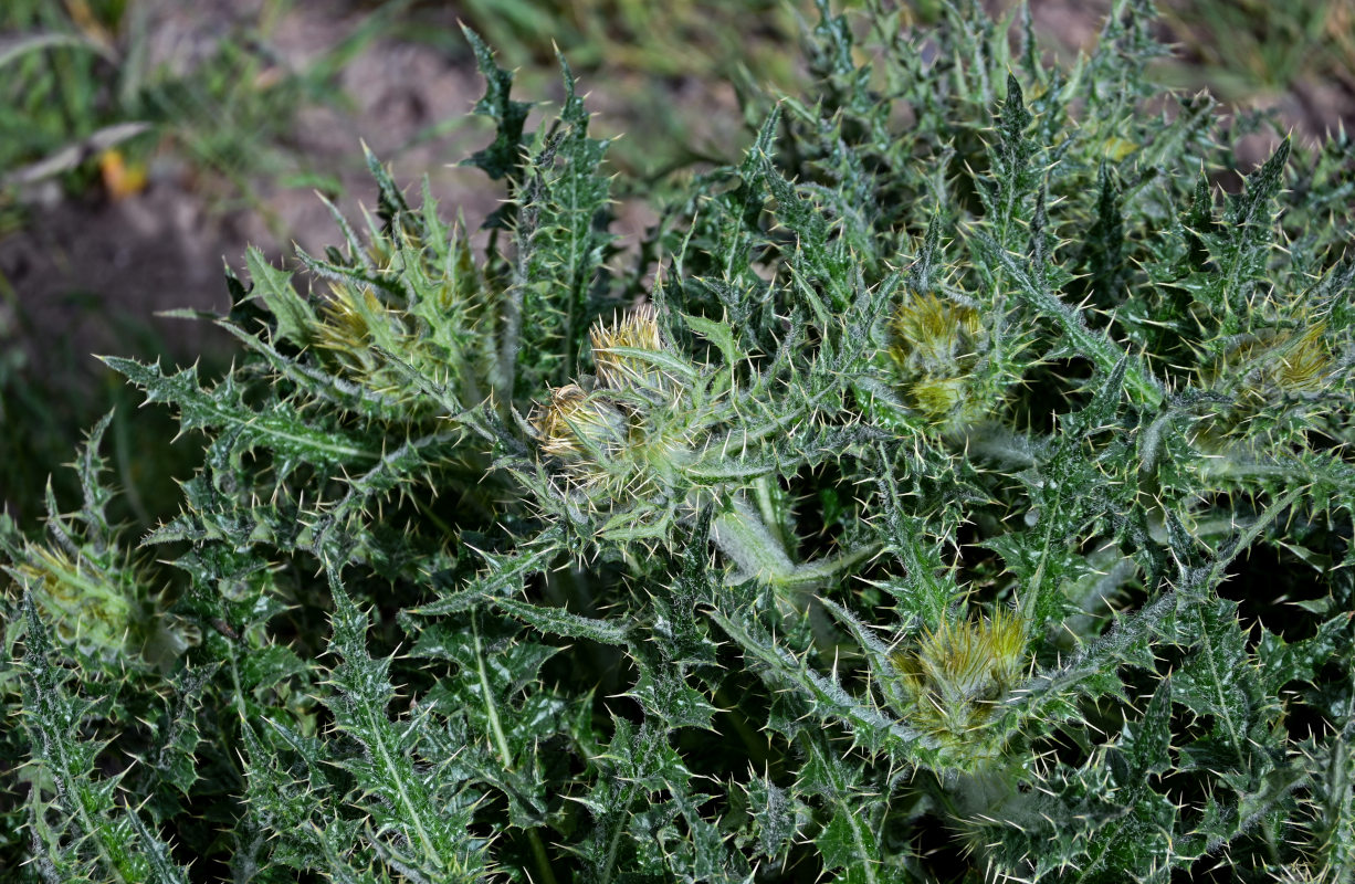 Image of Cirsium semenowii specimen.