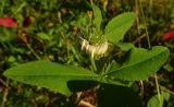 род Trifolium. Верхушка цветущего растения. Московская обл., ГО Подольск, луг. 05.09.2023.