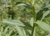 Digitalis lutea