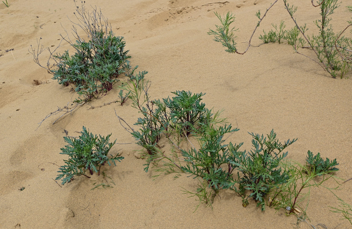 Image of Senecio schischkinianus specimen.