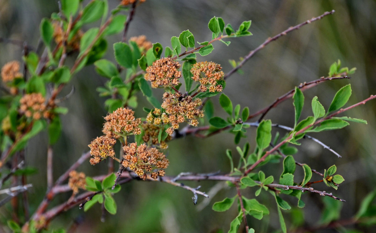 Изображение особи Spiraea hypericifolia.