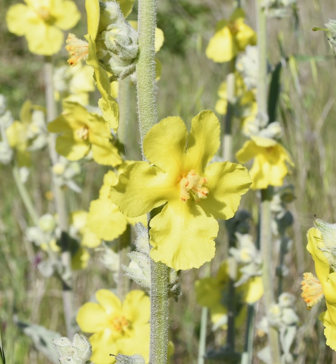 Изображение особи Verbascum undulatum.