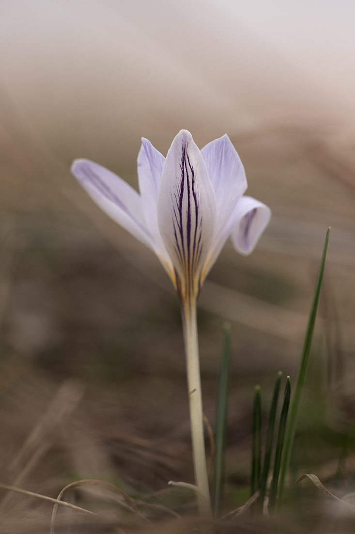 Изображение особи Crocus reticulatus.