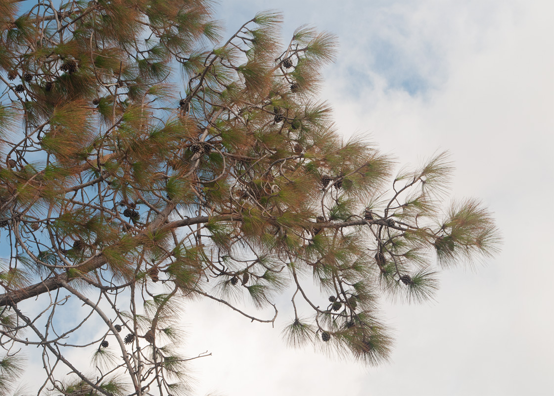 Image of genus Pinus specimen.