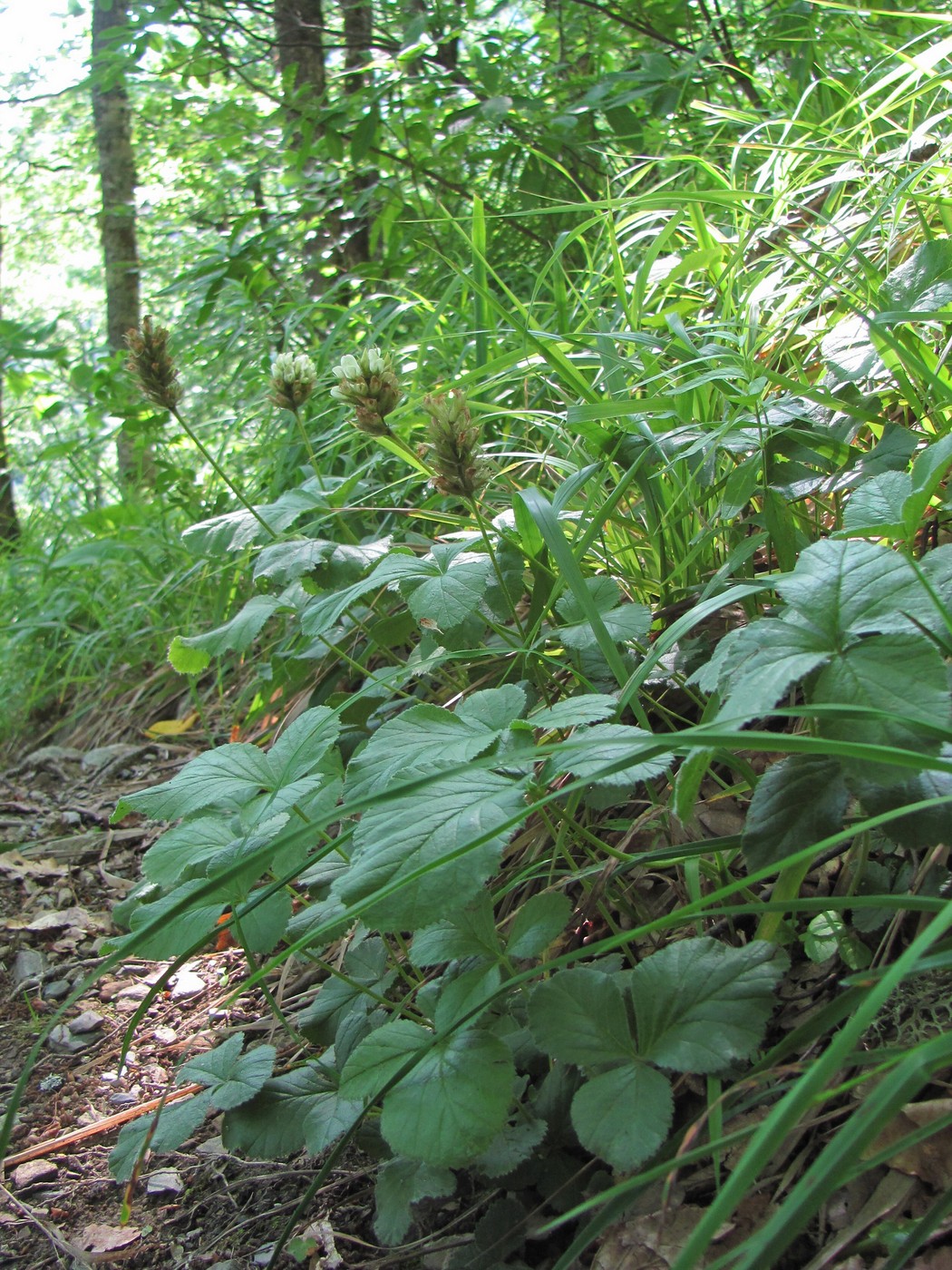 Изображение особи Psoralea acaulis.