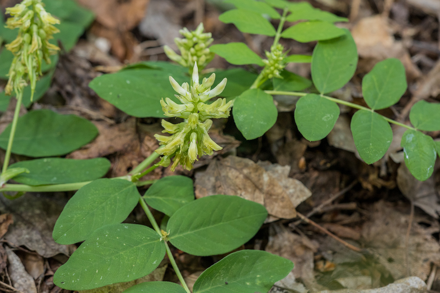 Image of Astragalus glycyphyllos specimen.