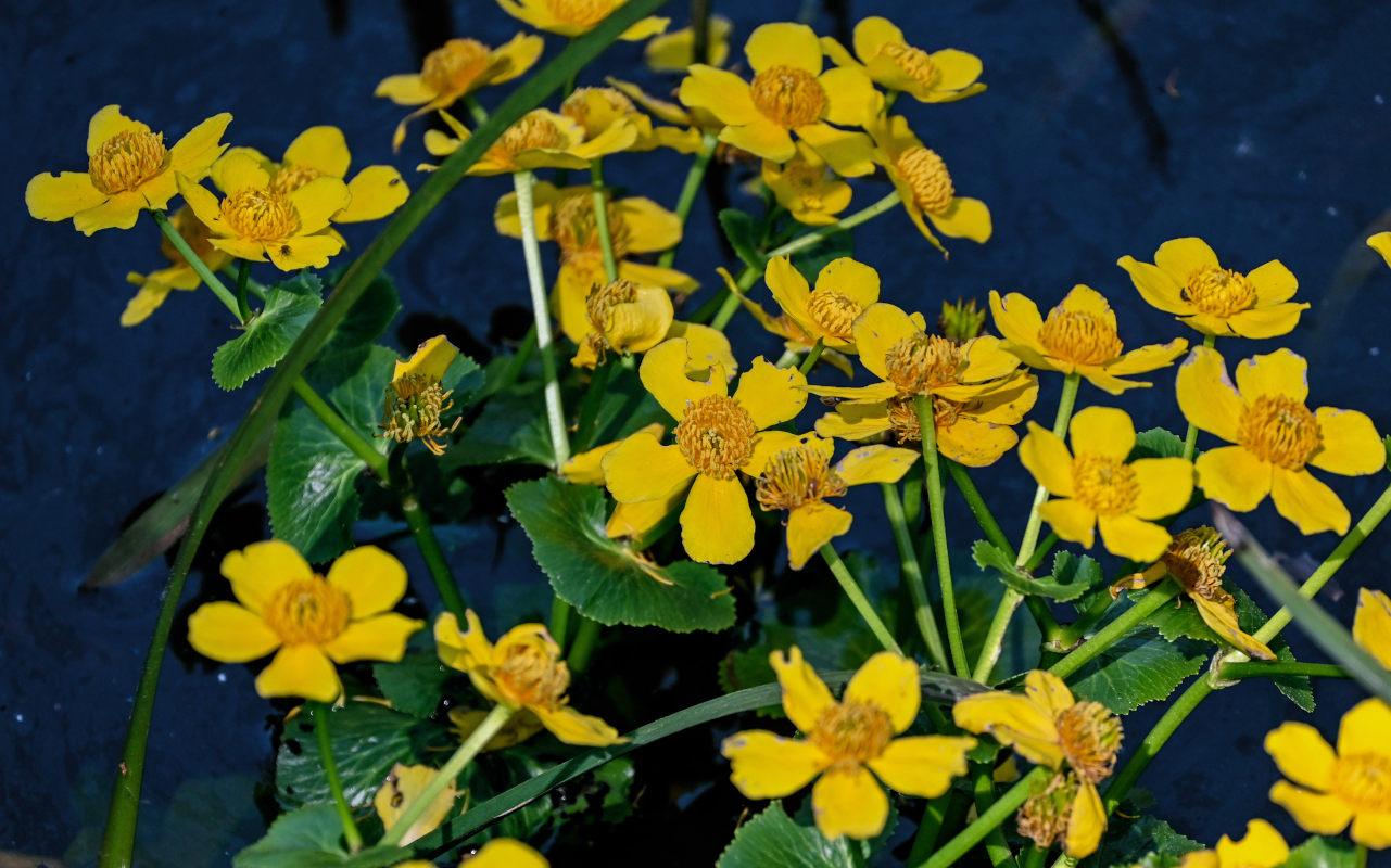 Image of Caltha palustris specimen.