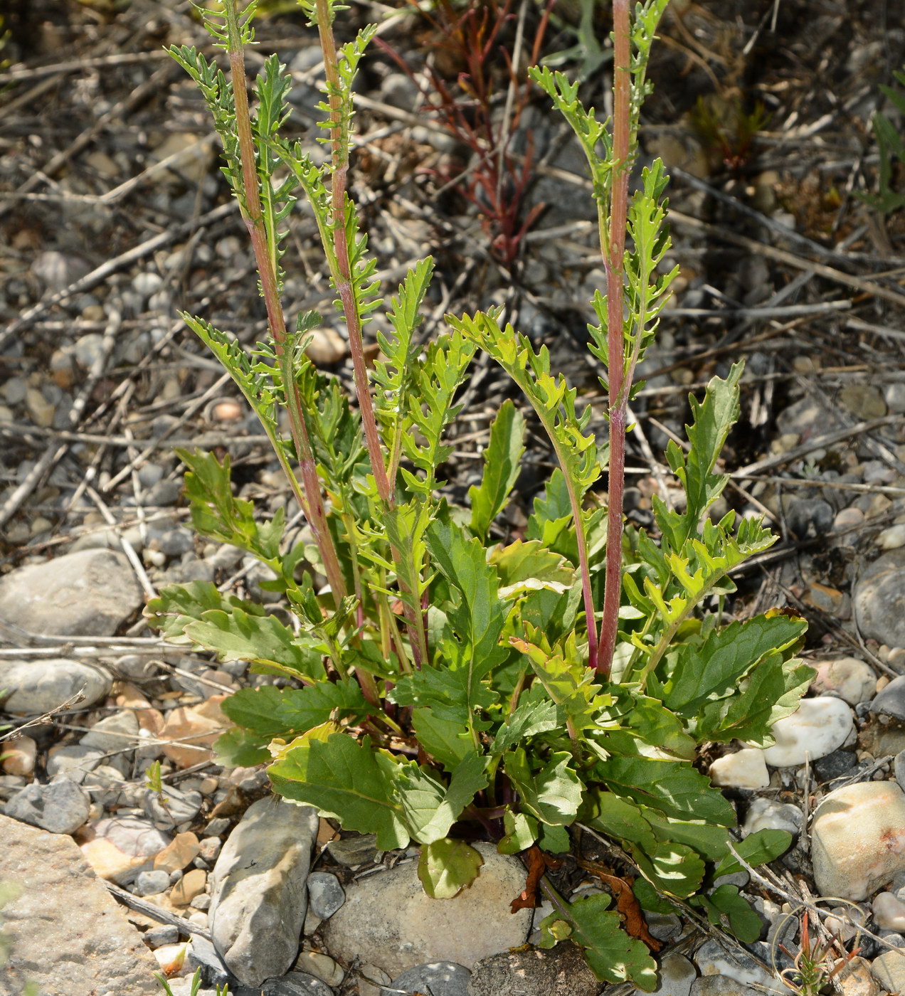 Image of genus Senecio specimen.