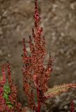 Rumex aquaticus. Верхушка побега с соплодиями. Курильские о-ва, о-в Итуруп, долина р. Сторожевая, подножие осыпающегося склона, у дороги. 20.08.2023.