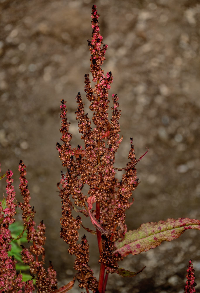 Image of Rumex aquaticus specimen.