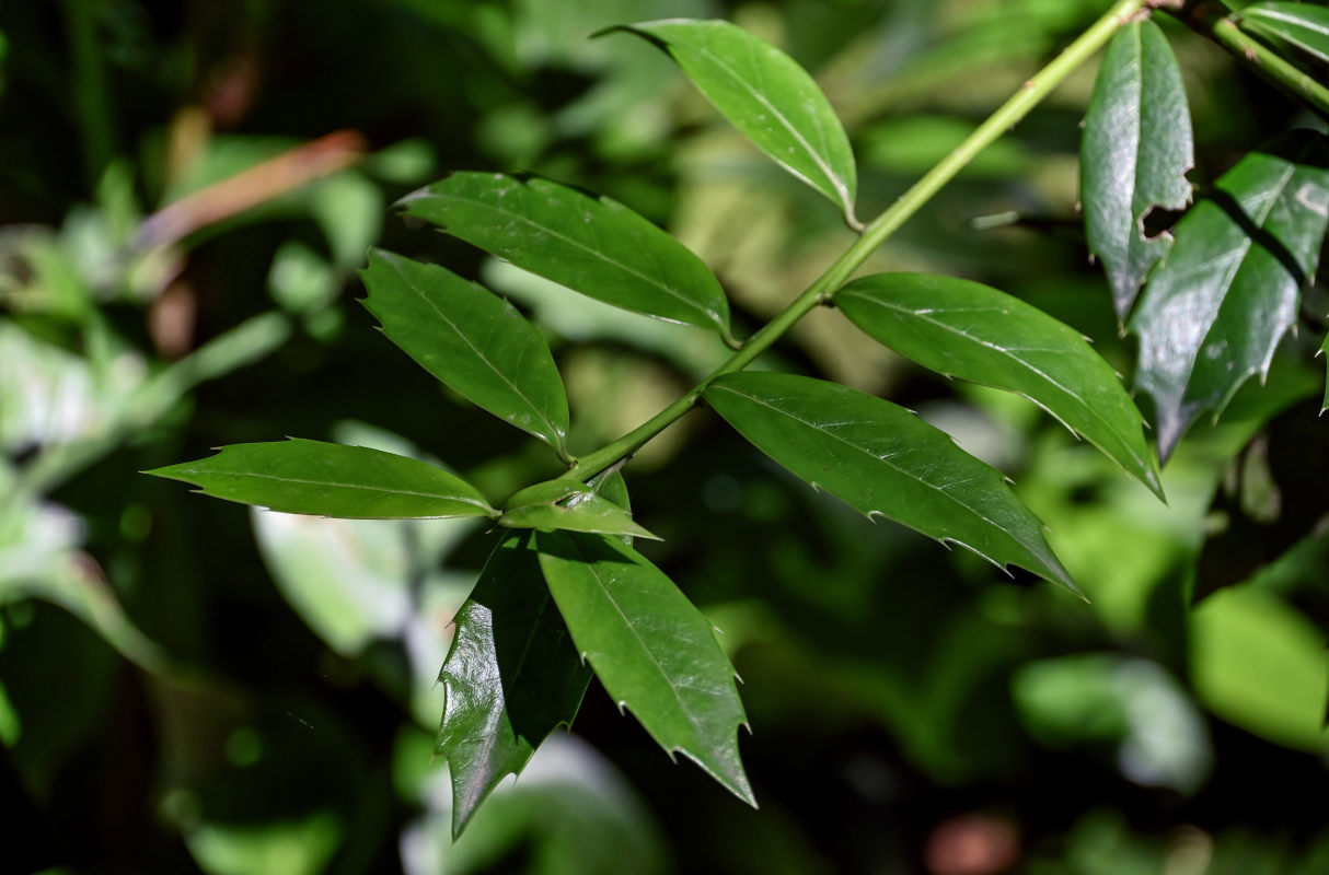 Image of Ilex colchica specimen.