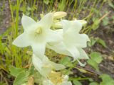 Campanula dolomitica. Цветки. Кабардино-Балкария, Черекский р-н, окр. с/п Верхняя Балкария, правый борт долины р. Хашхасу, ≈ 2000 м н.у.м., луг. 29.07.2024.