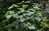 Mussaenda frondosa