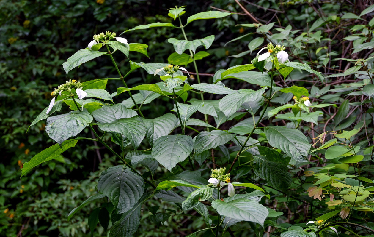 Image of Mussaenda frondosa specimen.