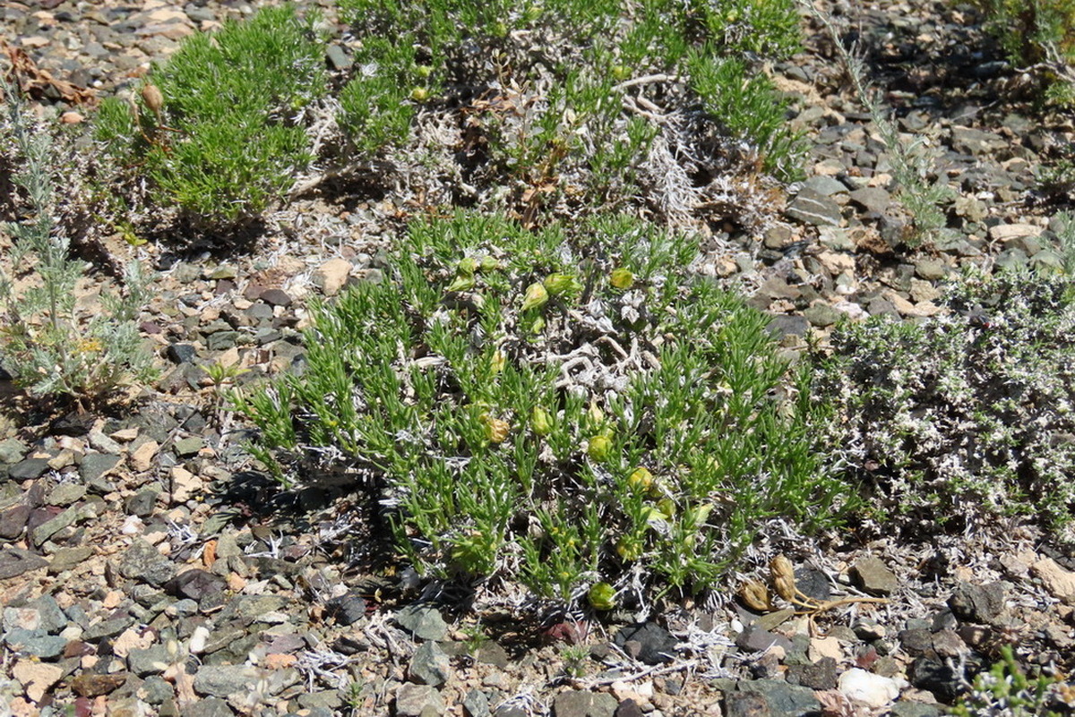 Изображение особи Arthrophytum subulifolium.