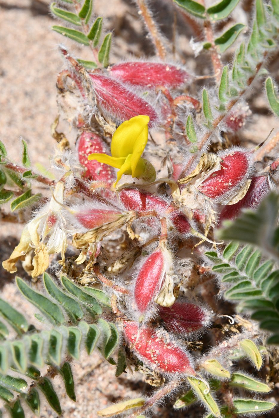 Image of Astragalus rubtzovii specimen.