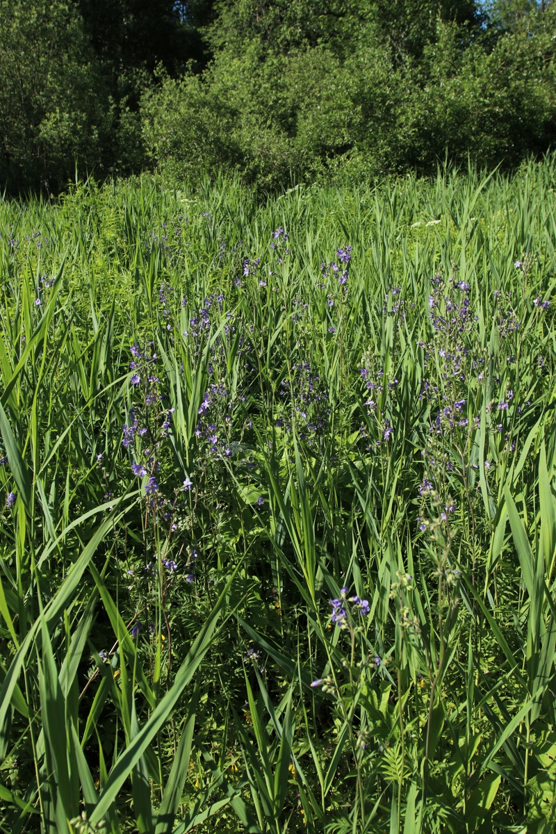 Image of Polemonium caeruleum specimen.