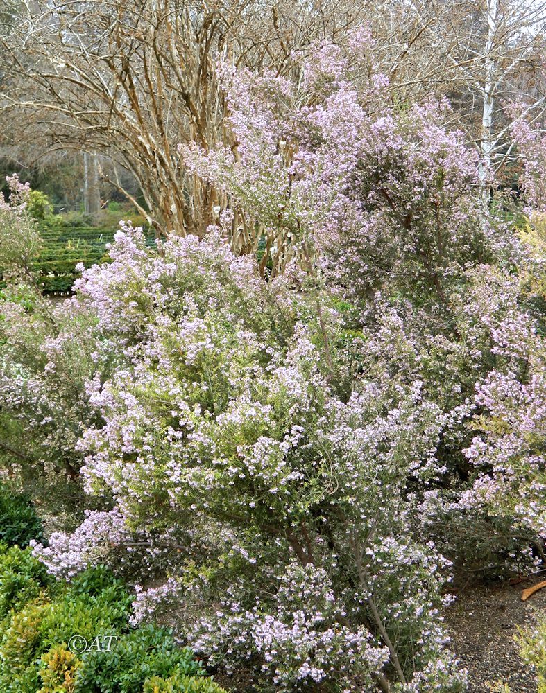 Изображение особи Erica canaliculata.