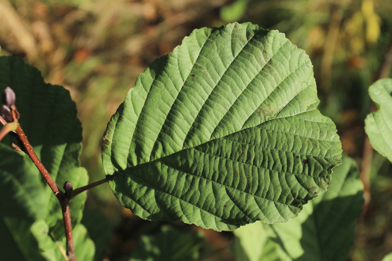 Image of Alnus glutinosa specimen.