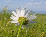 Leucanthemum vulgare