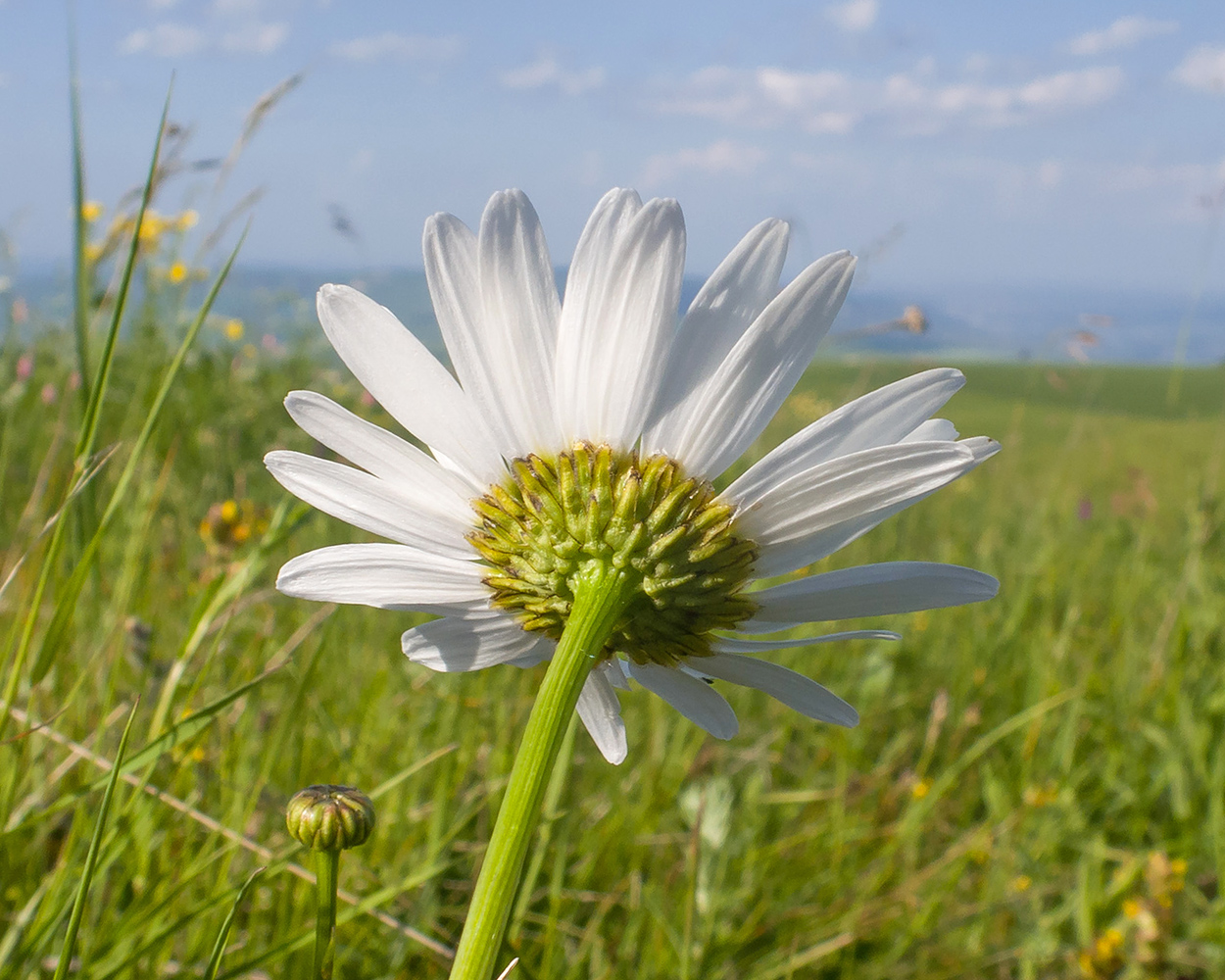 Image of Leucanthemum vulgare specimen.