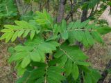 Sorbus domestica. Листья. Крым, Южный Берег, окр. пос. Лесной, смешанное редколесье возле грунтовой дороги. 26.05.2024.