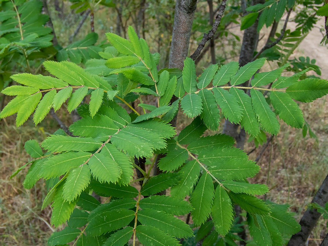 Изображение особи Sorbus domestica.