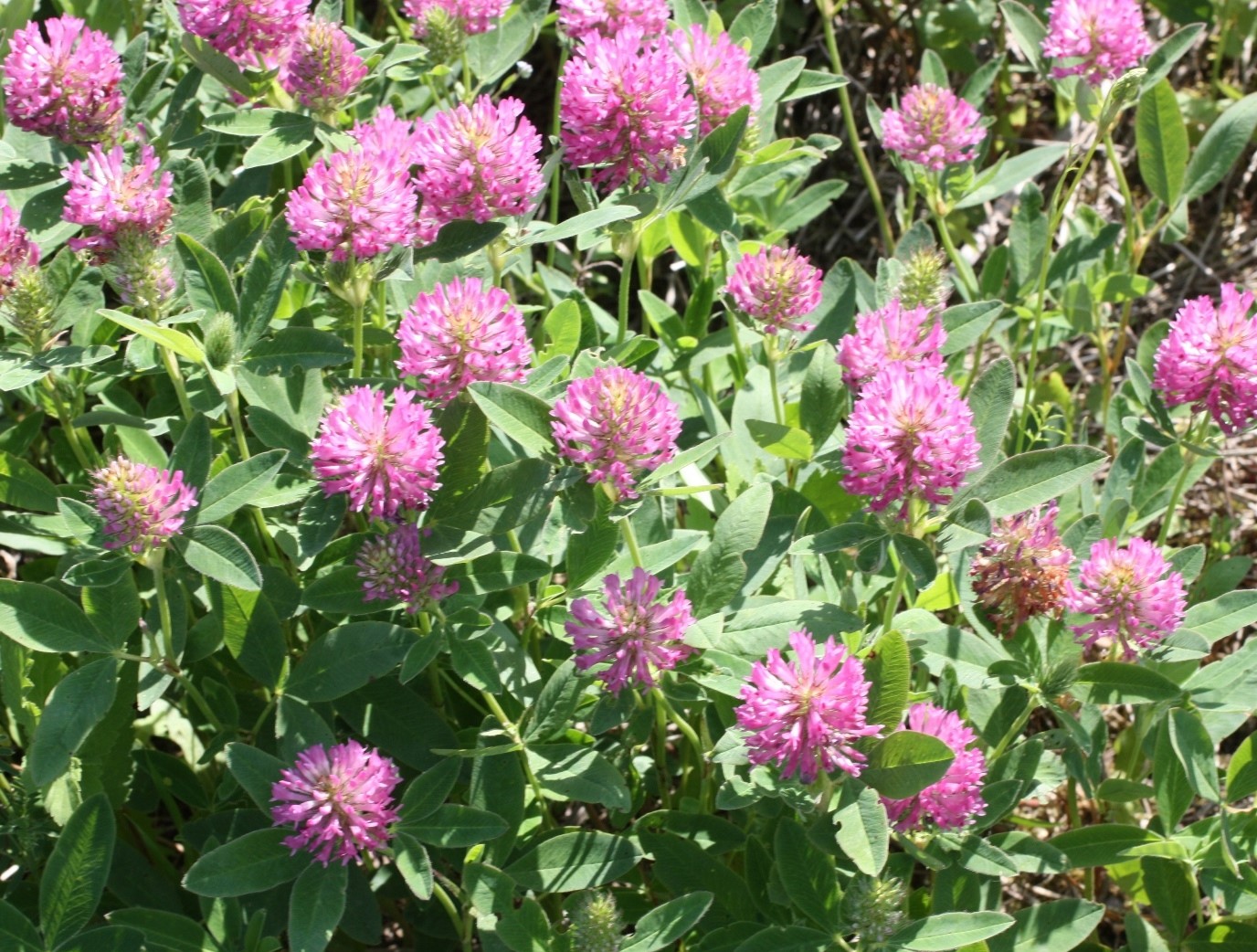 Image of Trifolium medium specimen.