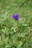 Campanula glomerata. Верхушка цветущего растения. Чечня, Шаройский р-н, с. Хакмадой, выс. 1580 м н.у.м., луг. 30 июня 2024 г.