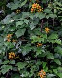 Rubus coreanus. Части ветвей с плодами разной степени зрелости и погрызенными листьями. Китай, пров. Хунань, гора Тяньмэнь, опушка смешанного леса. 09.06.2024.