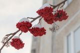 Sorbus aucuparia подвид glabrata