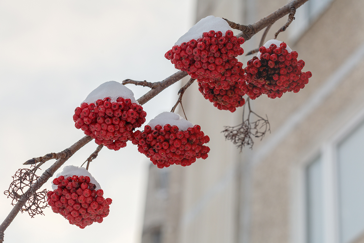 Image of Sorbus aucuparia ssp. glabrata specimen.