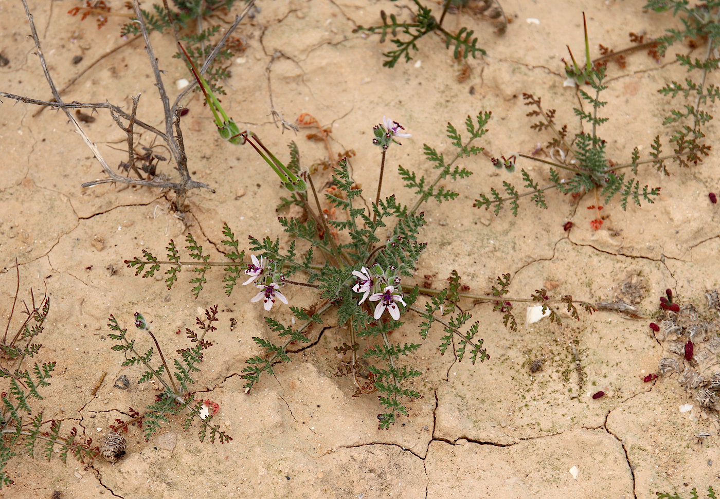 Изображение особи Erodium stellatum.