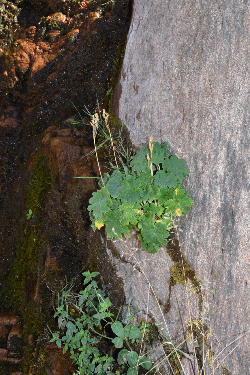 Image of Cortusa turkestanica specimen.