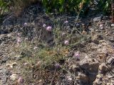 Смотреть изображение Centaurea caprina