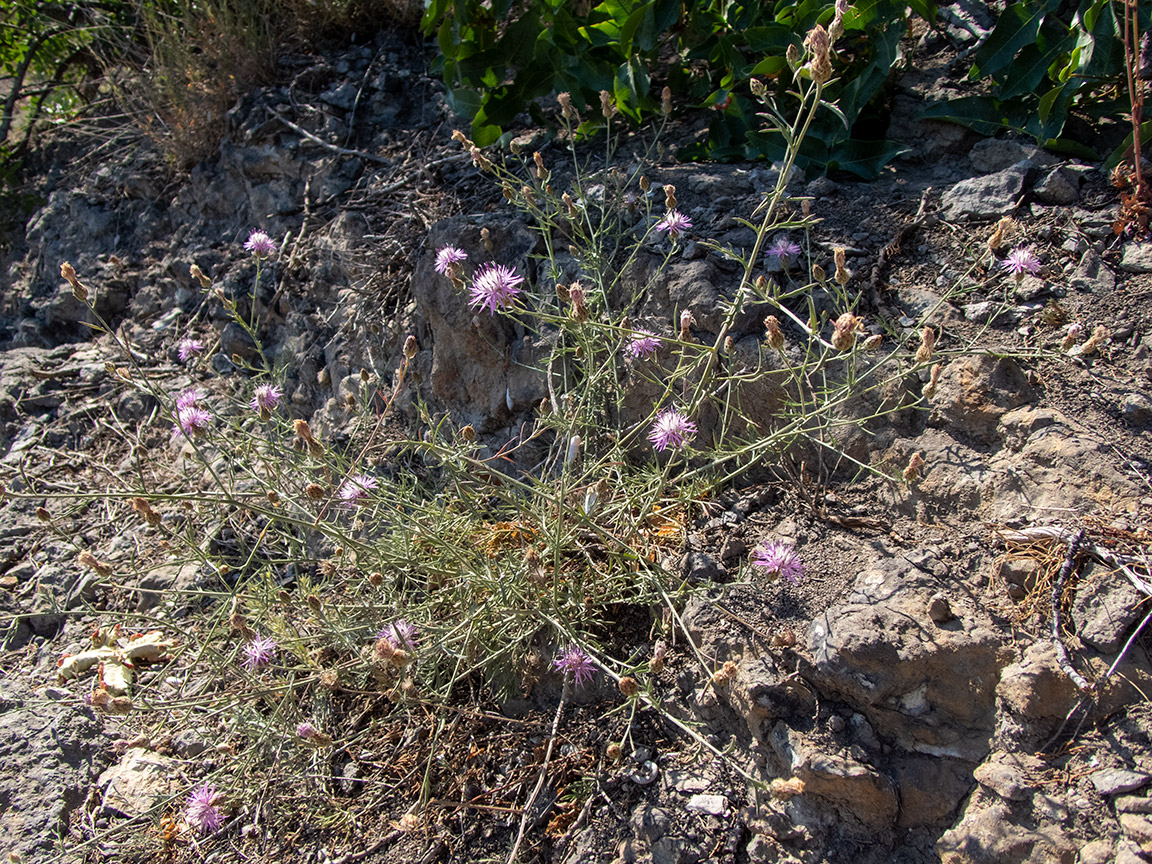 Image of Centaurea caprina specimen.