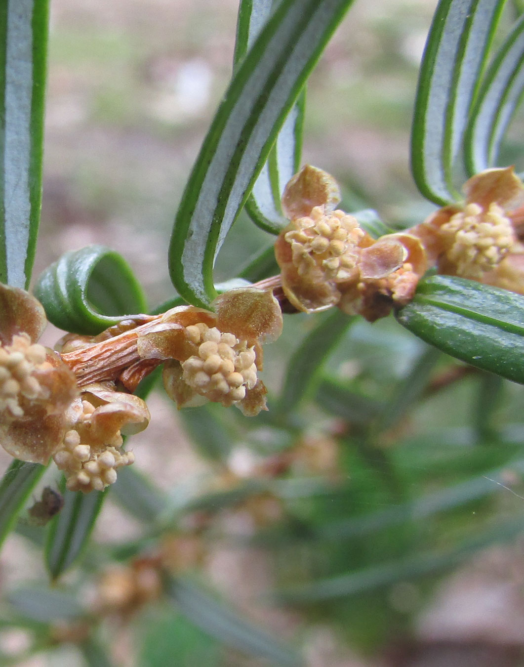 Изображение особи Pseudotaxus chienii.