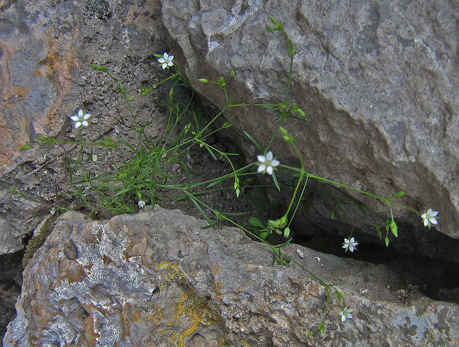 Image of Minuartia pseudohybrida specimen.